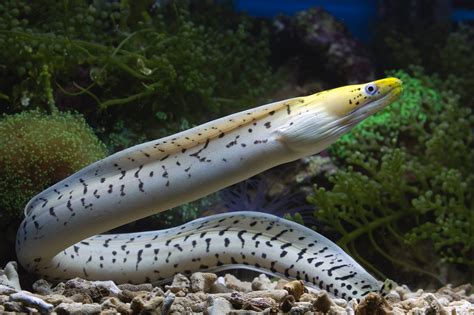 snake fish eel|What is the Atlantic fish that looks like a .